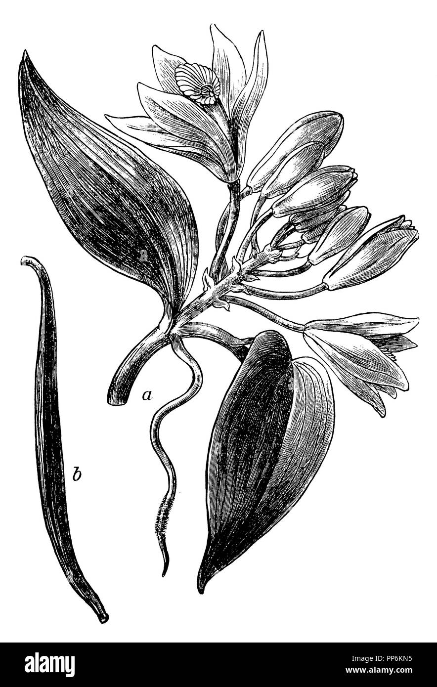 Vanilla planifolia Vanille <>, 1902 Stockfoto