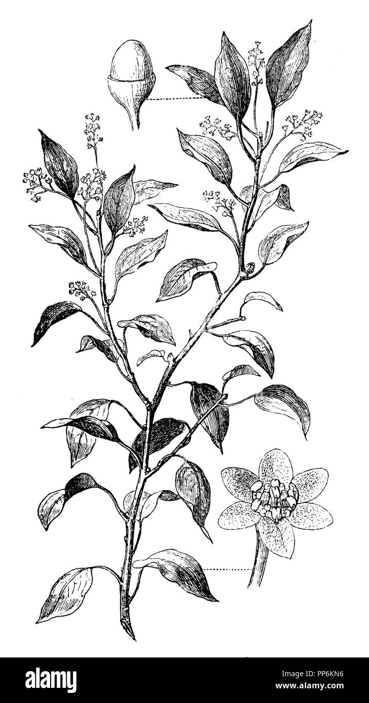 Kampfer Cinnamomum camphora Baum <>, 1885 Stockfoto