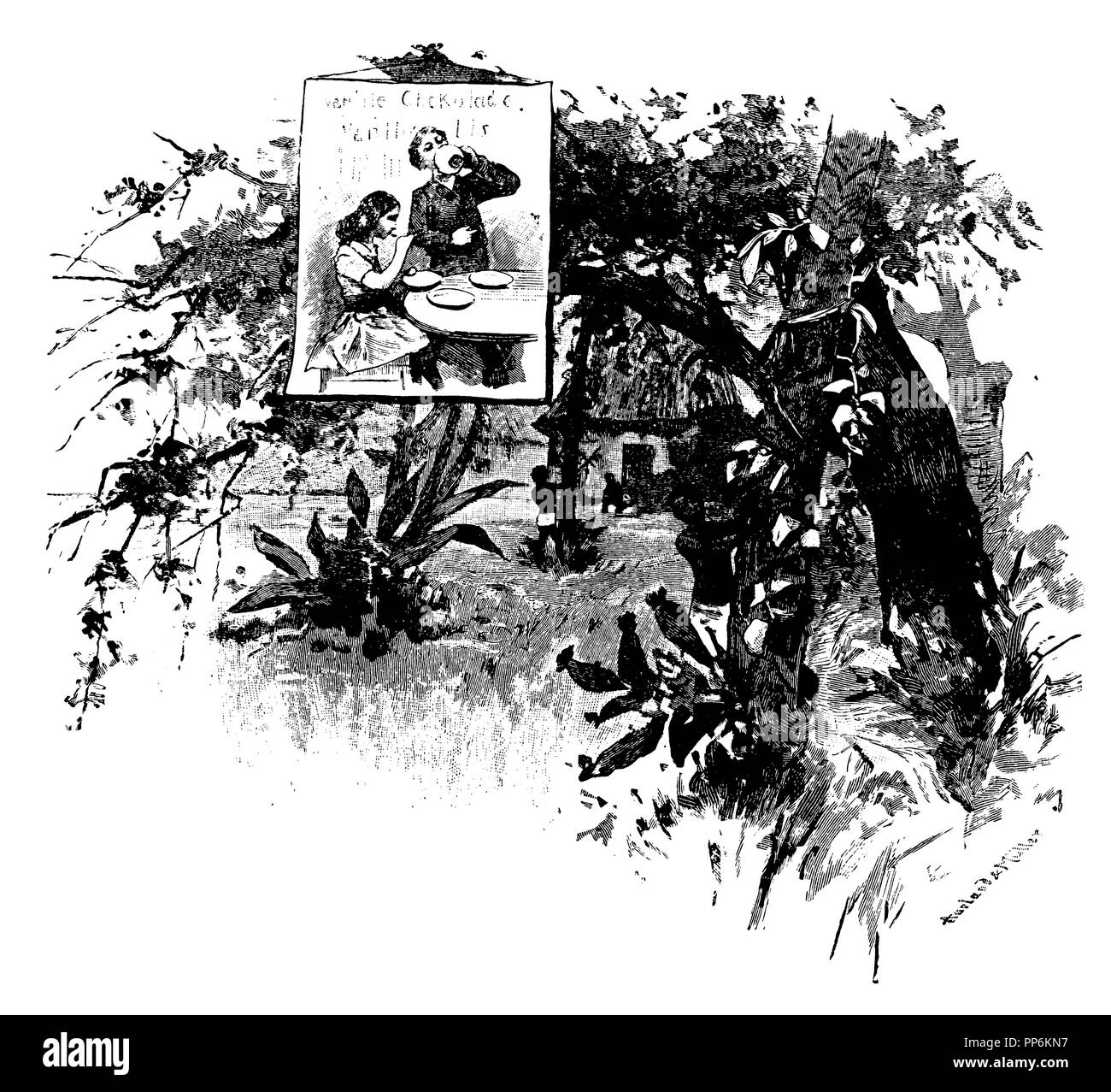 Vanilla planifolia Vanille <>, Aarland u Müller Stockfoto