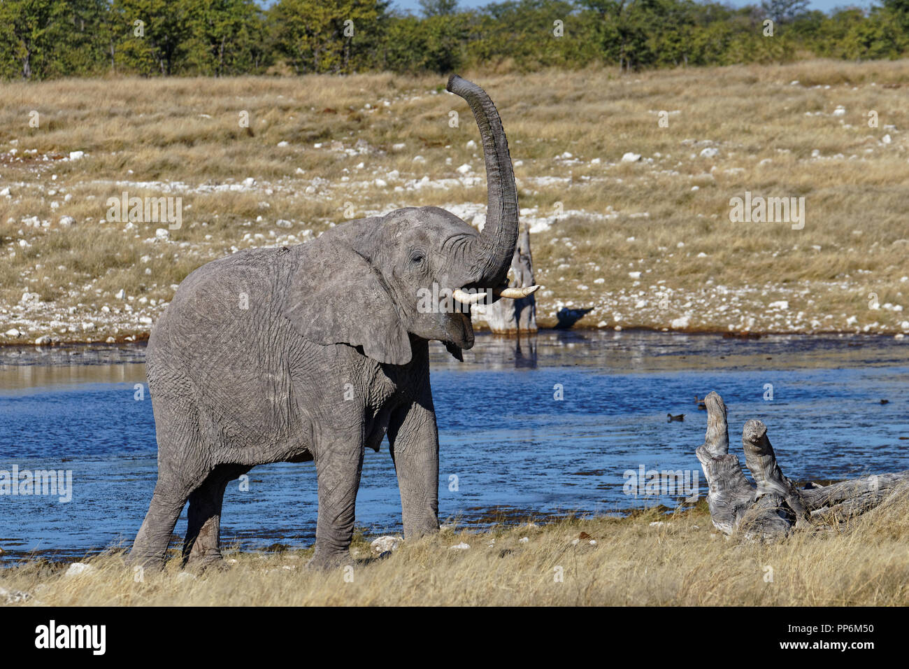 Mutter Elefant trompetet, Etosha National Park, Namibia Stockfoto