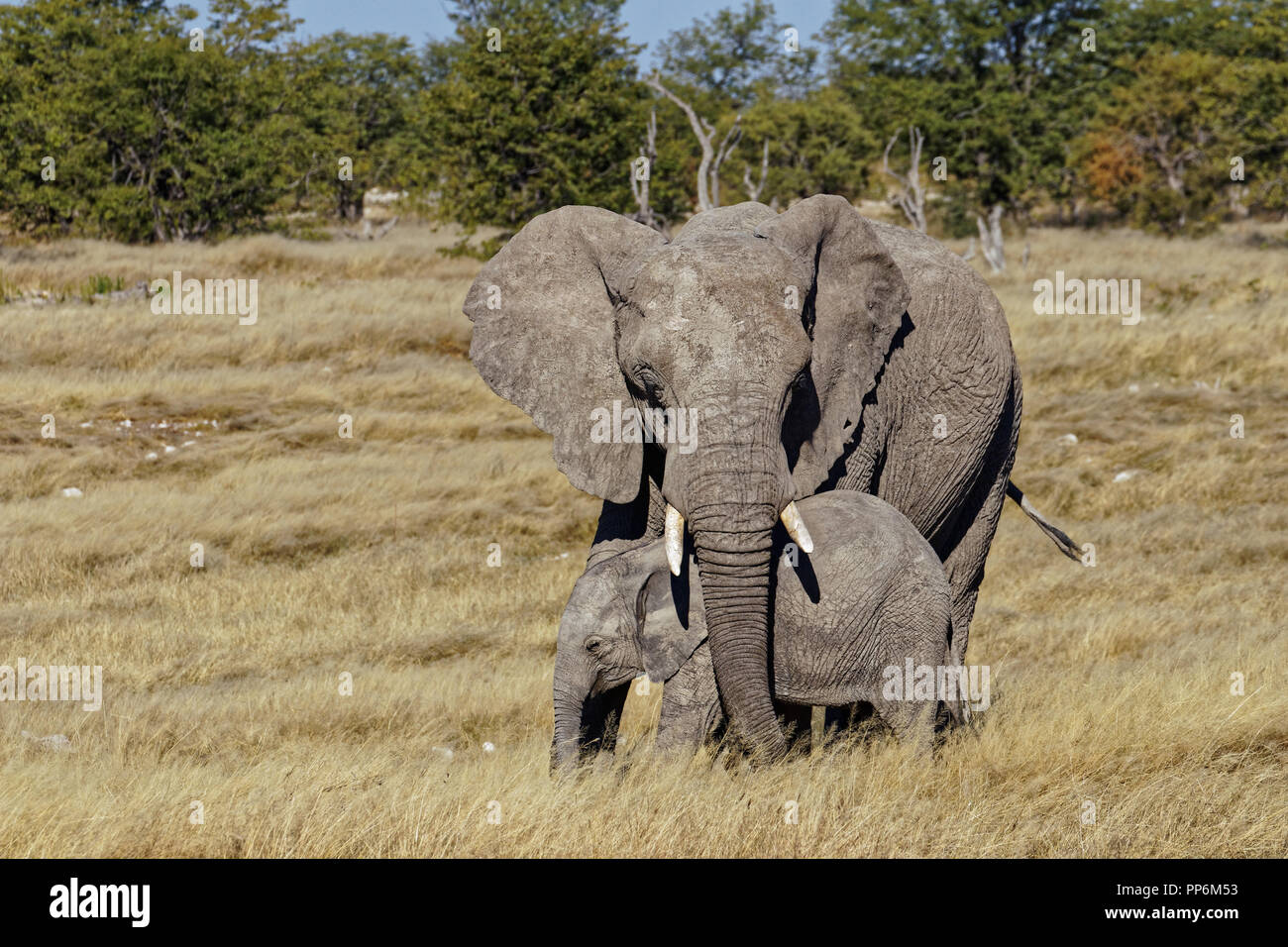 Die Mutter ihr Baby Elephant Elephant Schutz Stockfoto