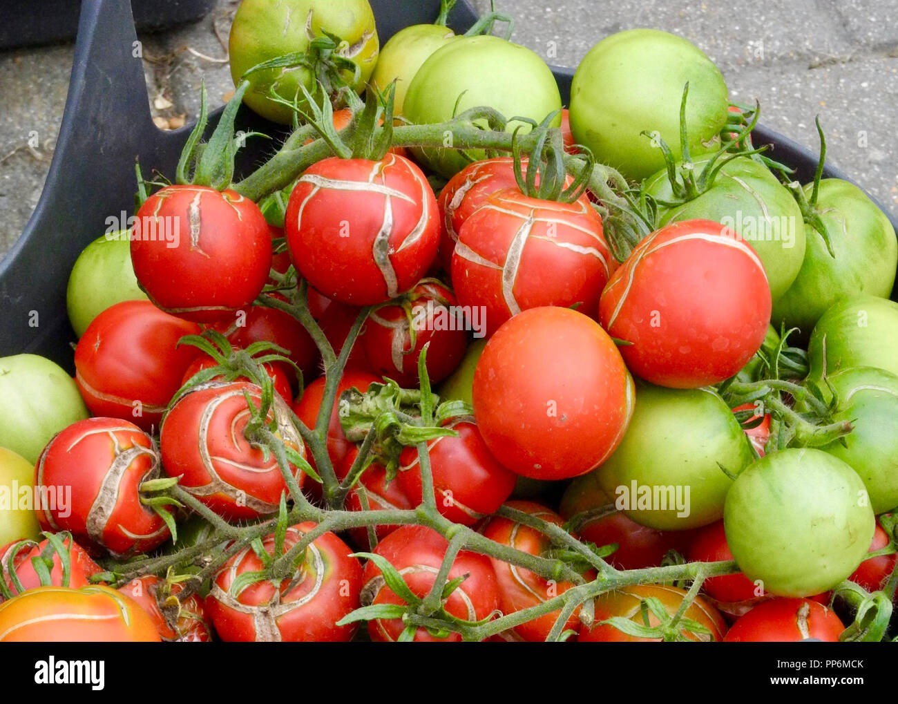 Tomato splitting Fotos und Bildmaterial in hoher Auflösung Alamy