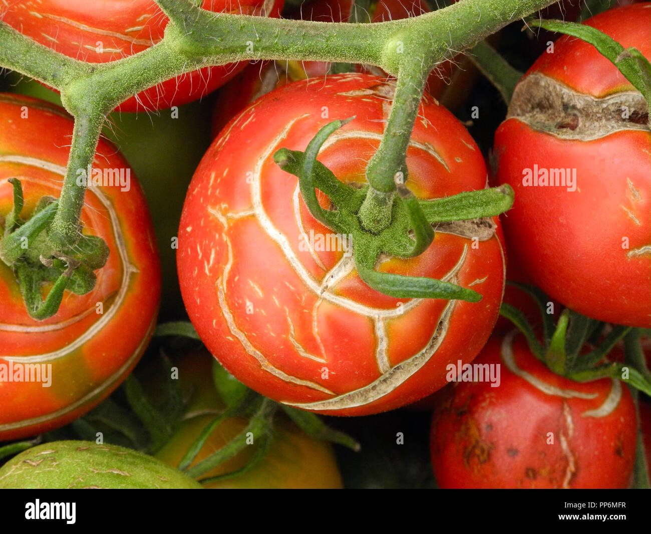 Tomaten: Obst splitten und Rissbildung. Obwohl einfach zu wachsen, Tomaten Früchte können vom Teilen leiden und Rissbildung im Spätsommer. Dies ist schwer zu verhindern, da es durch schwankende Temperaturen und Wasserversorgung - die oft außerhalb der Kontrolle der Gärtner verursacht wird. Stockfoto