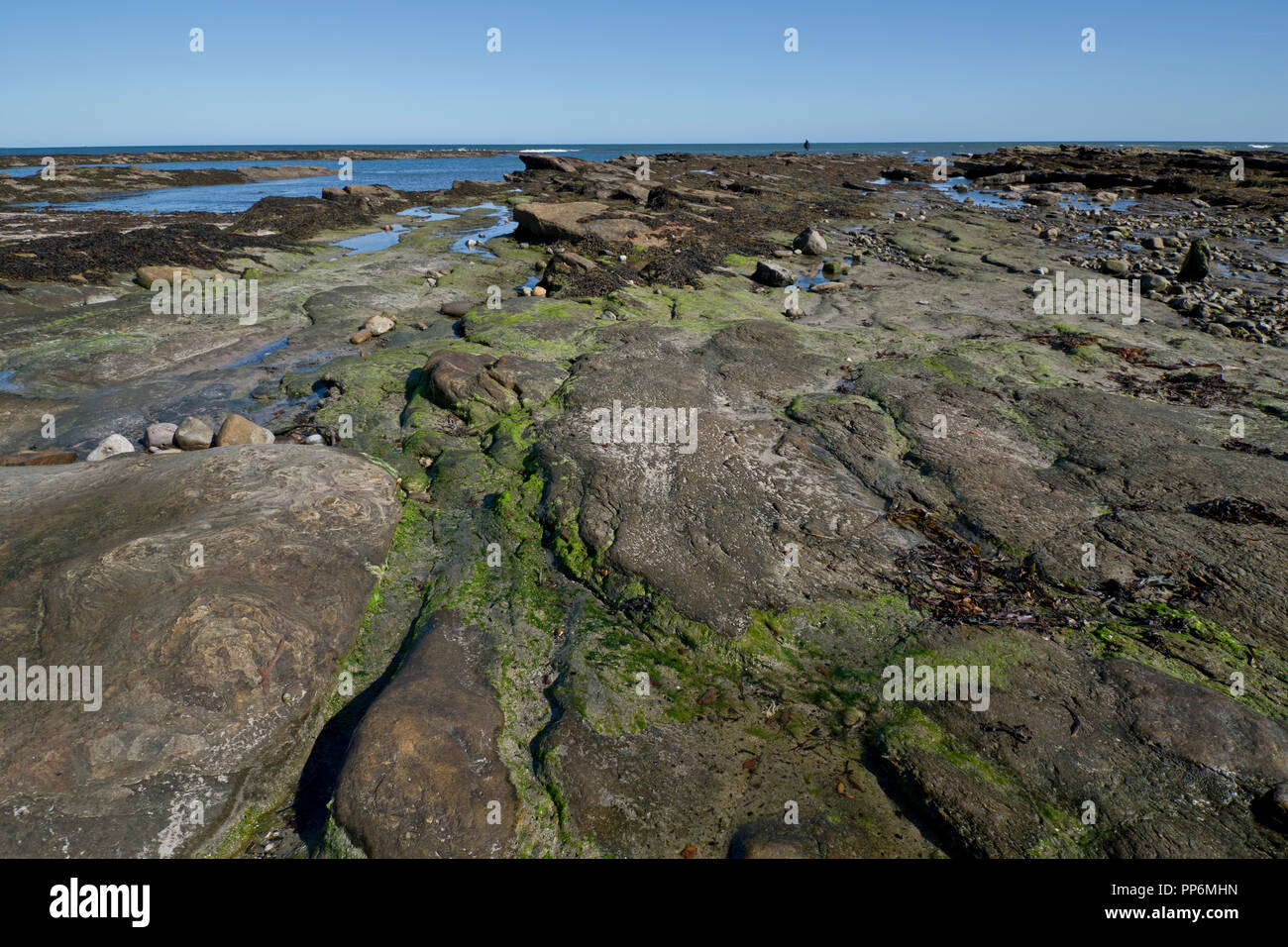 Rock Pools auf der Northumberland Küste Stockfoto