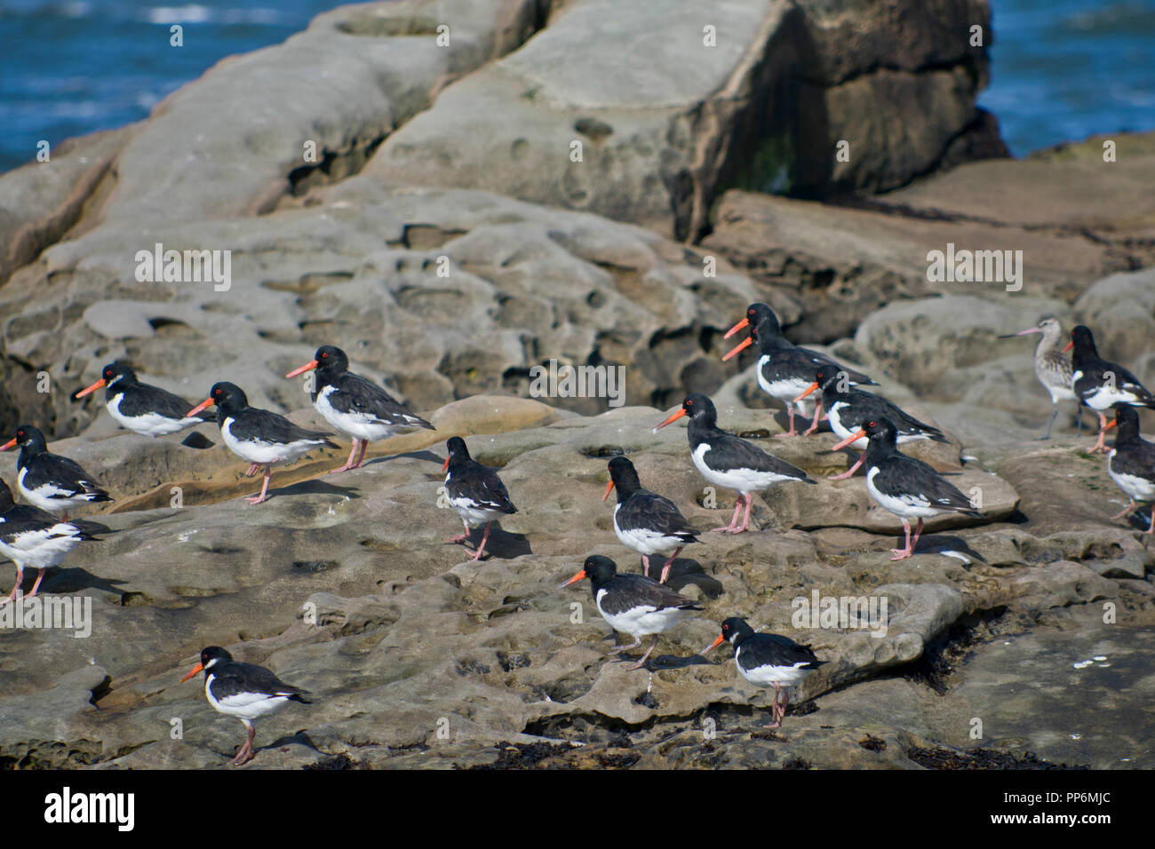 Austernfischer auf der Northumberland Küste Stockfoto