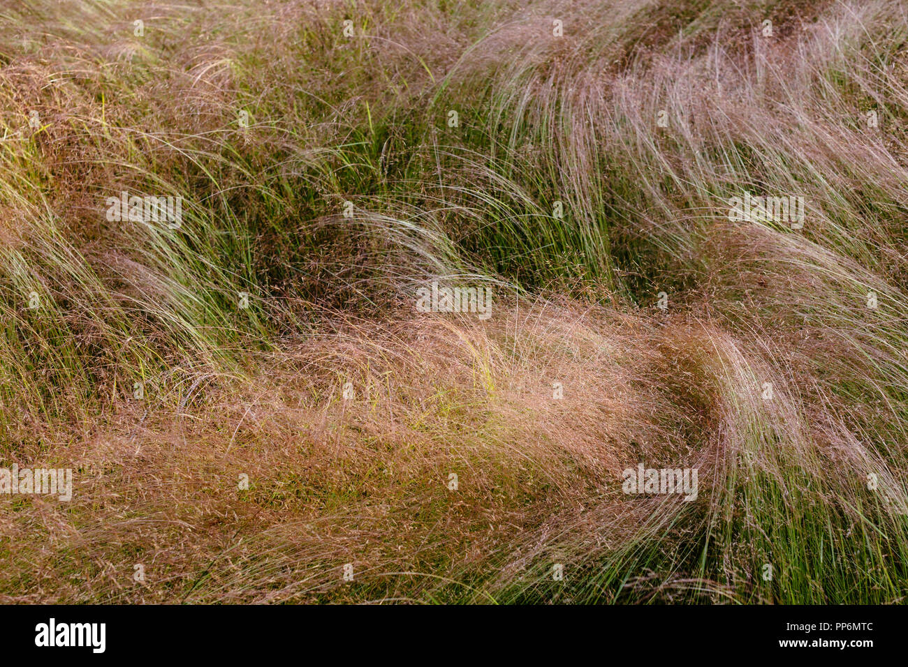 Detail der Windgepeitschten wilde Gräser und Wiese, Pflanzen mit Schaumigem Licht seedheads, natürliche Muster. Stockfoto