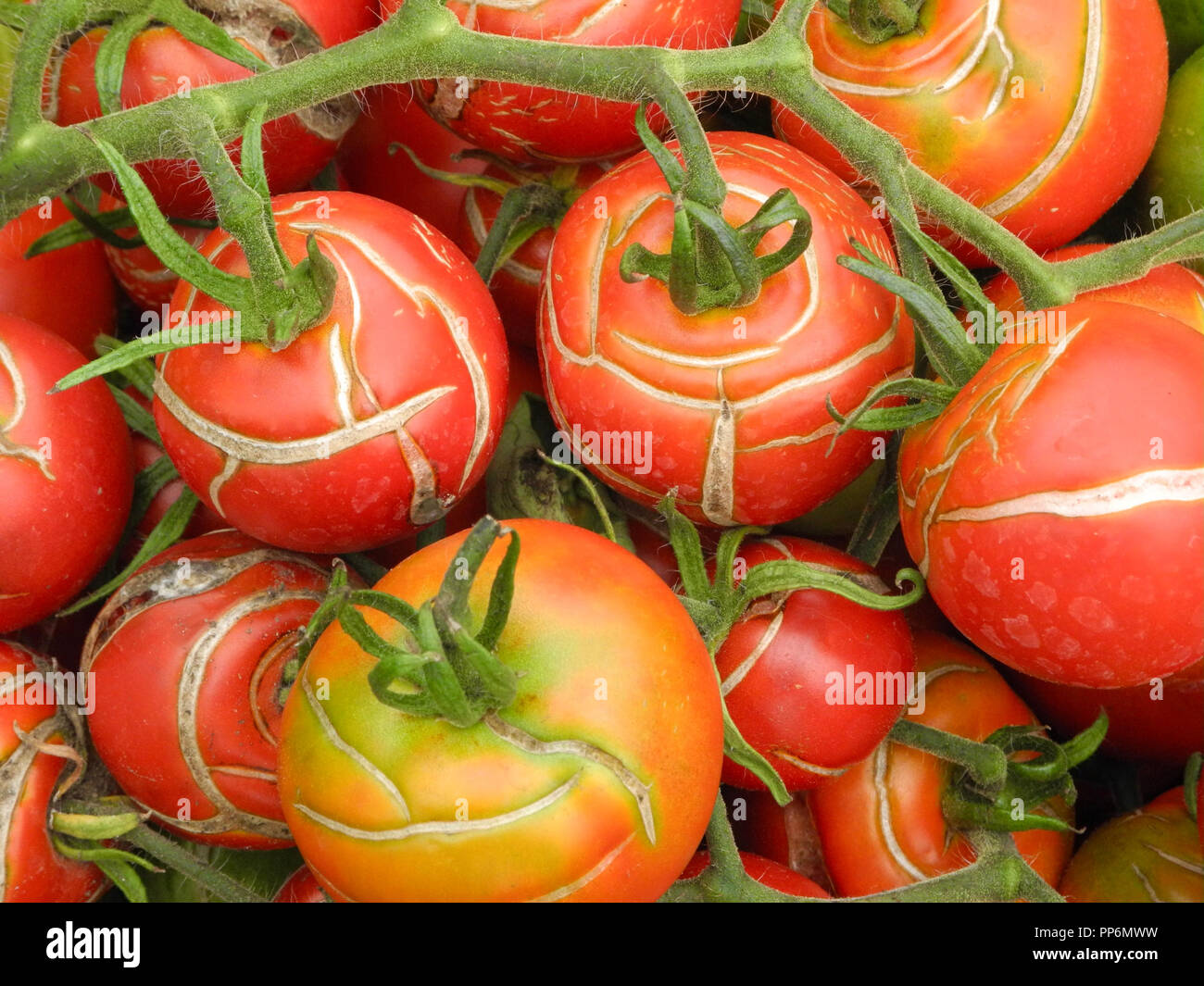 Tomato splitting Fotos und Bildmaterial in hoher Auflösung Alamy