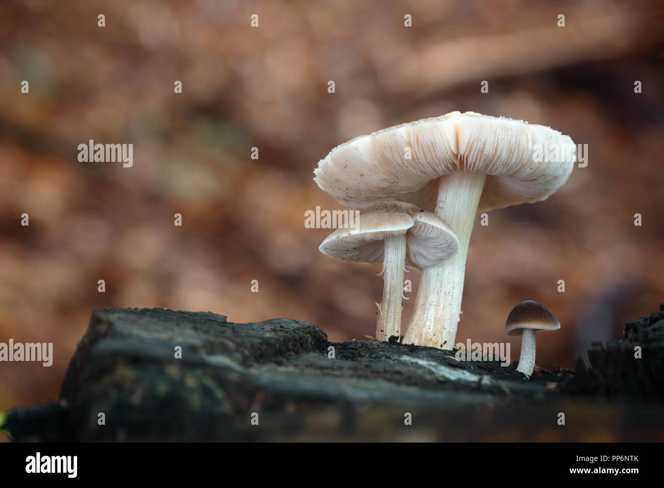 Pluteus. Ungenießbare Pilze. Wildpflanze Pilze. Stockfoto