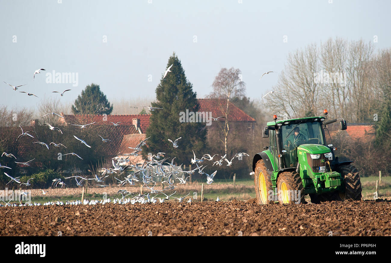 Landwirtschaft: Pflügen. Traktor in einem Feld durch fliegende Vögel gefolgt Stockfoto