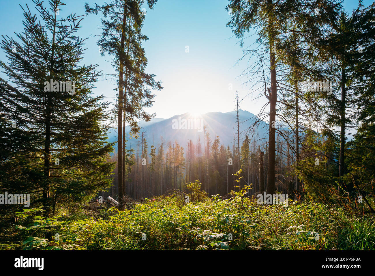 Nationalpark Tatra, Polen. Sonnenaufgang über Sommer Berg- und Waldlandschaft. Sonne Sonnenschein mit Sonnenlicht durch Wald Bäume am Morgen. Schöne Stockfoto