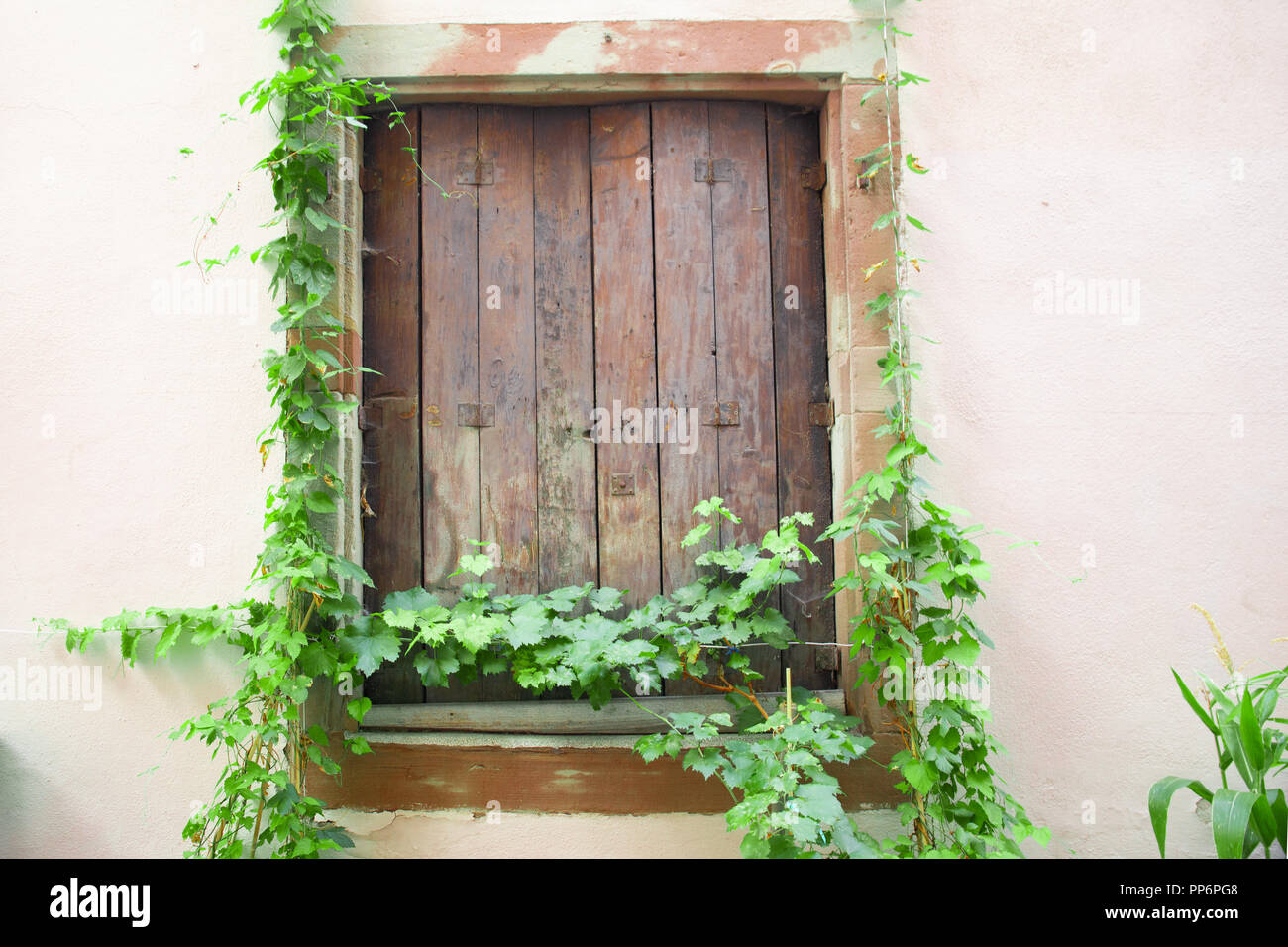Fenster mit kriechenden grn Efeu Ranke Stockfotografie - Alamy