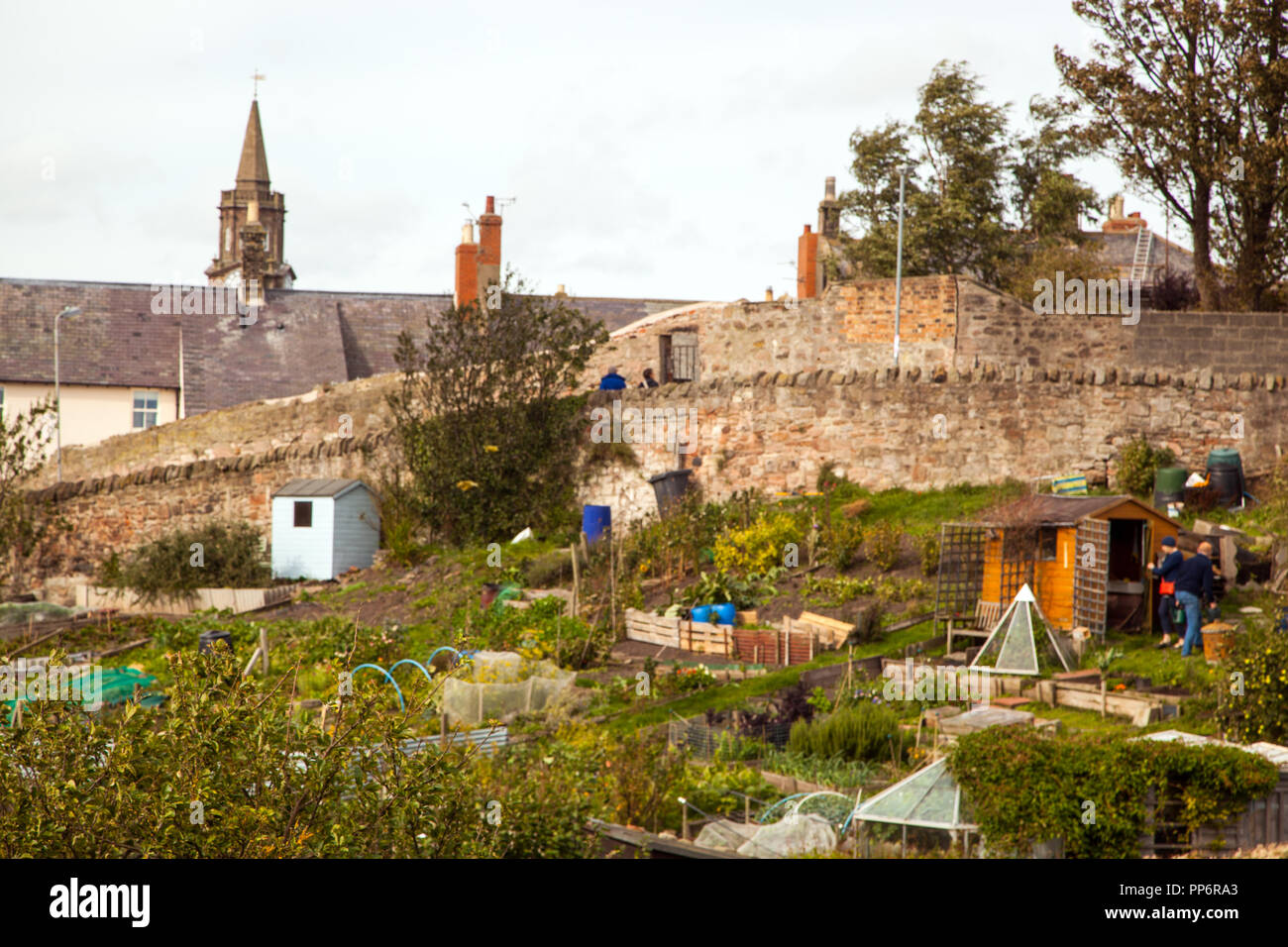 Gärtner die Arbeit auf ihrem Kleingärten und Gemüsefeldern in der ummauerten Garten in Berwick On Tweed Northumberland, Großbritannien Stockfoto