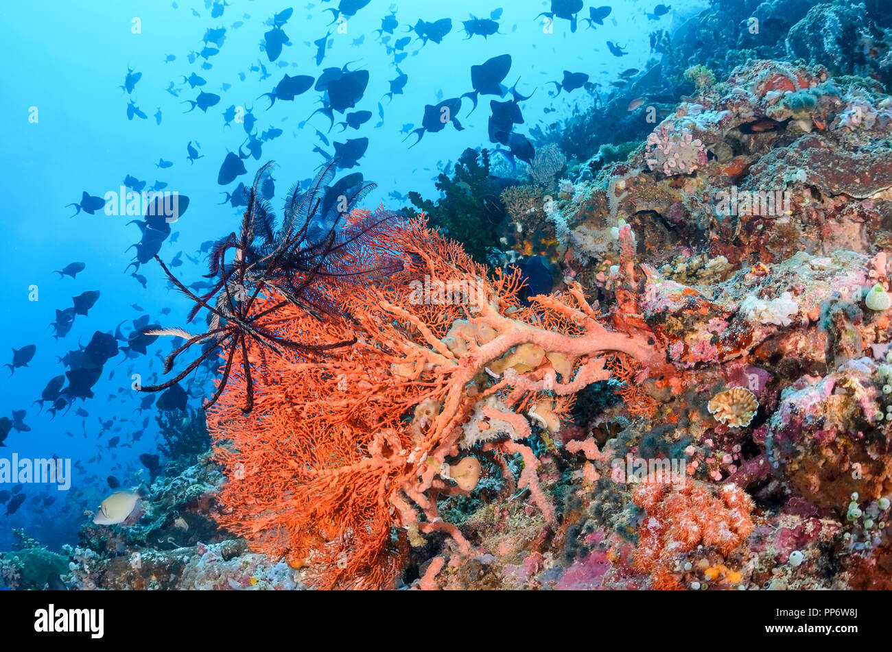Redtooth triggerfish, Odonus niger, Verde Island, Batangas, Philippinen, Pazifik Stockfoto