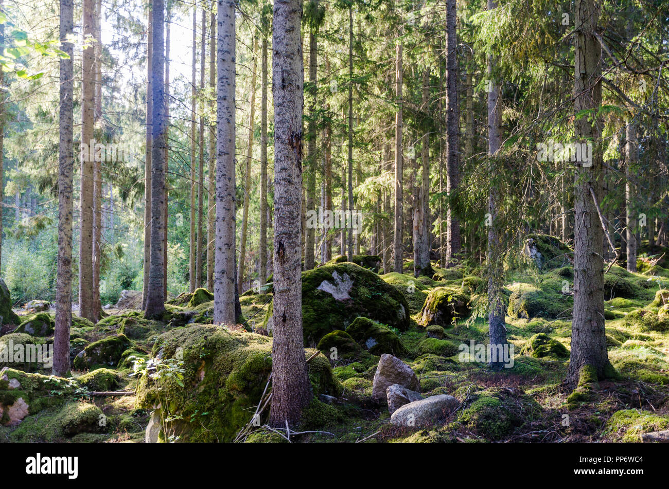 Schönes helles tree forest mit mossgrown Boden Fichte Stockfoto