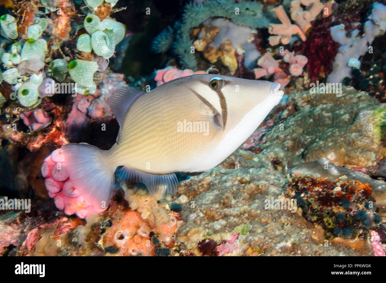 Scythe Drückerfische, Sufflamen Bursa, Verde Island, Batangas, Philippinen, Pazifik Stockfoto