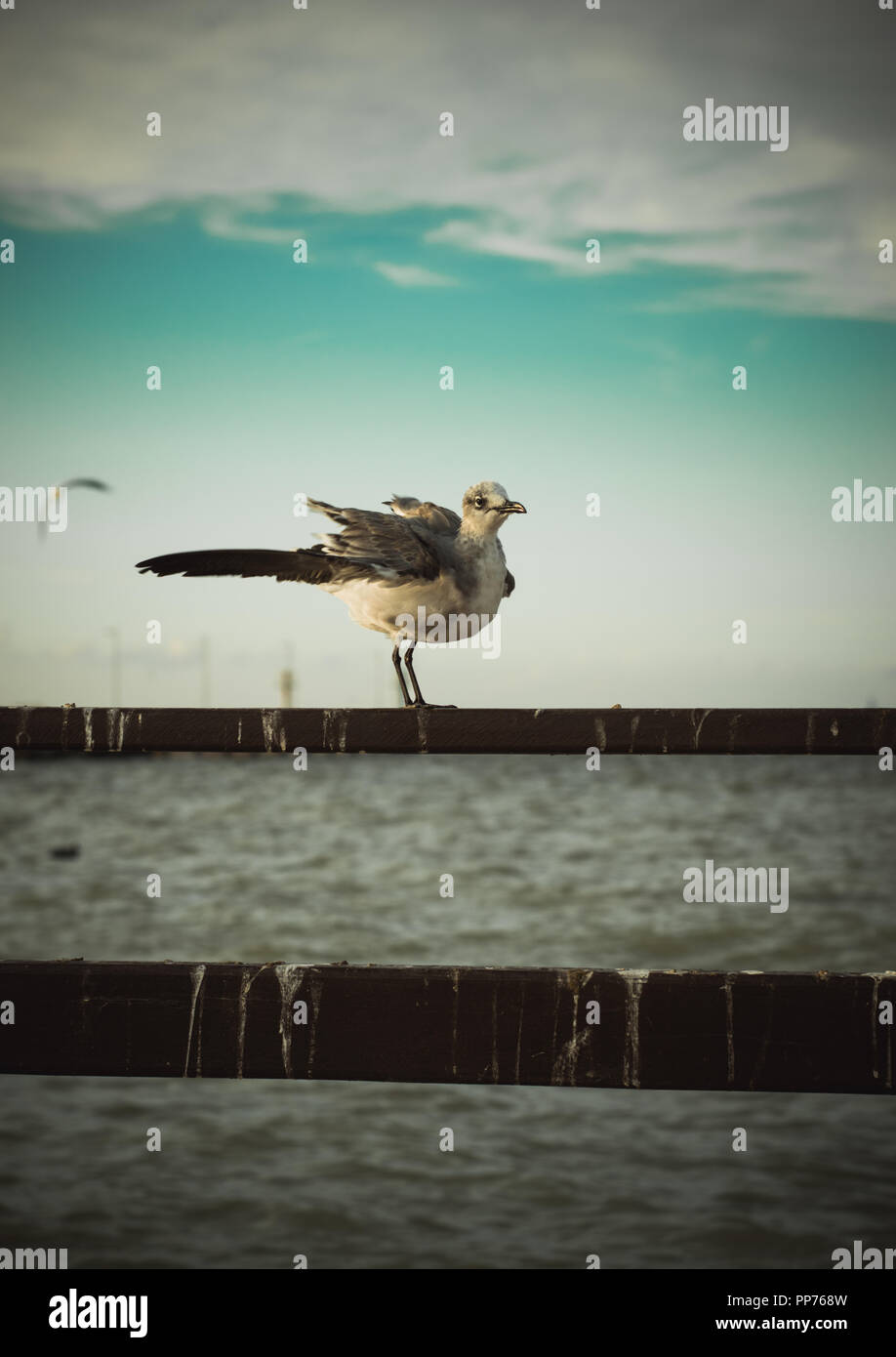 Junge Möwe auf einem Dock in Progreso, Yucatan während der Dämmerung. Stockfoto