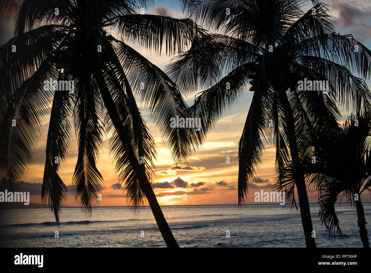 Palmen in Silhouette mit Sonnenuntergang über dem Meer Stockfoto