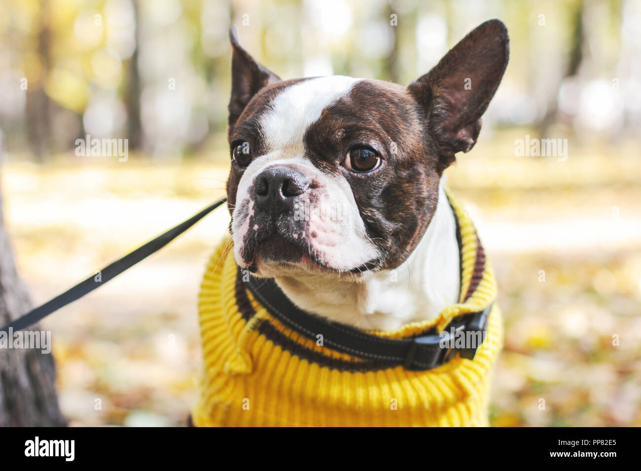 Portrait von Boston Terrier Hund im Herbst Park Stockfoto