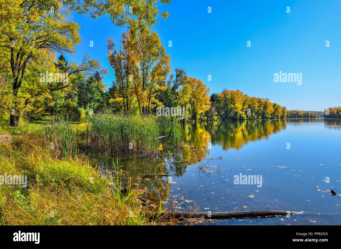 Goldene Herbst Laub von Bäumen in der Nähe des Sees in blauem Wasser spiegelt - Herbst malerische Landschaft an warmen und sonnigen September wetter mit strahlend blauem Himmel Stockfoto