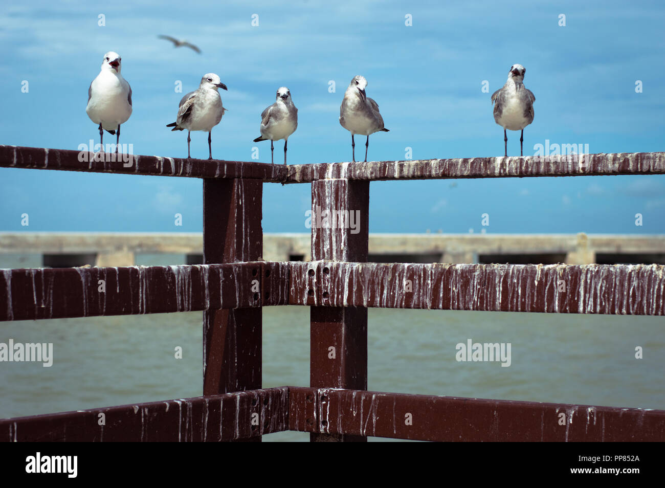 Nette schauende Möwen auf Dock warten auf das Essen. Blauer Himmel und grünes Meer im Rücken. Progreso, Yucatan. Stockfoto