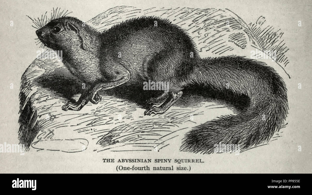 Die Abessinier stacheligen Eichhörnchen - eine vierte natürliche Größe Stockfoto