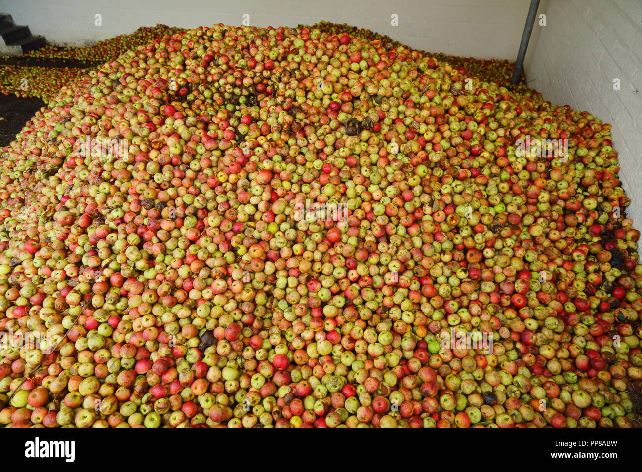 Große Stapel von Äpfeln in Apfelwein Brauerei in Somerset Stockfoto