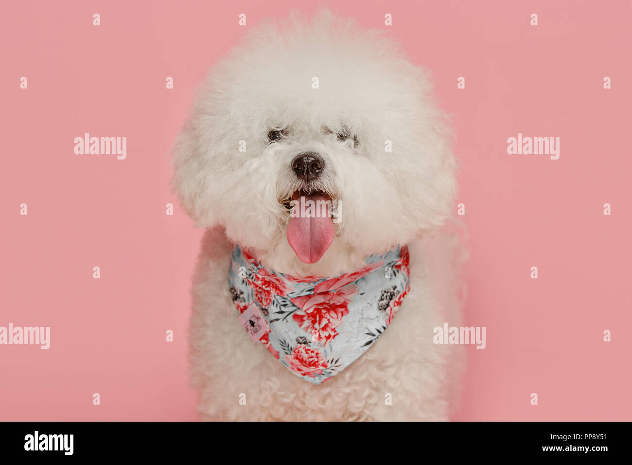 Ein Hund der Bichon frize brüten auf rosa Farbe studio isoliert Stockfoto