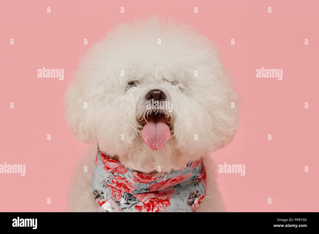 Ein Hund der Bichon frize brüten auf rosa Farbe studio isoliert Stockfoto