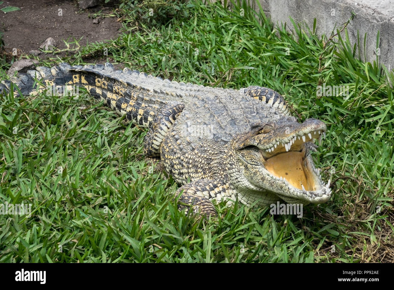 CUB, Kuba, Playa Larga, 14.03.2018, Kuba Krokodilfarm ausgewachsenes Krokodil im Freigehege [2018 Christoph Hermann] Stockfoto