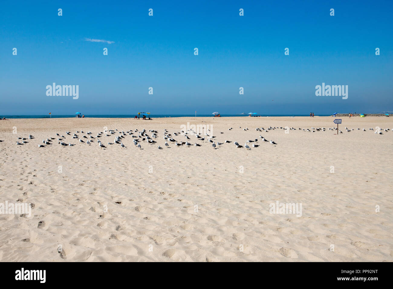 Portugal Strand, Cova do Vapor. Möwen stehen am Strand Stockfoto