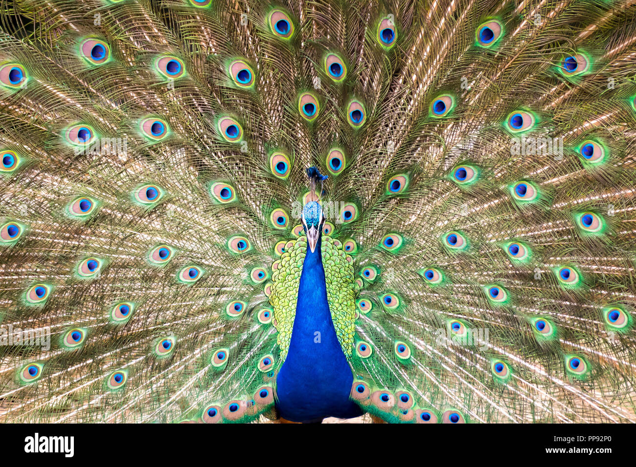 Peacock Symmetrie Stockfoto