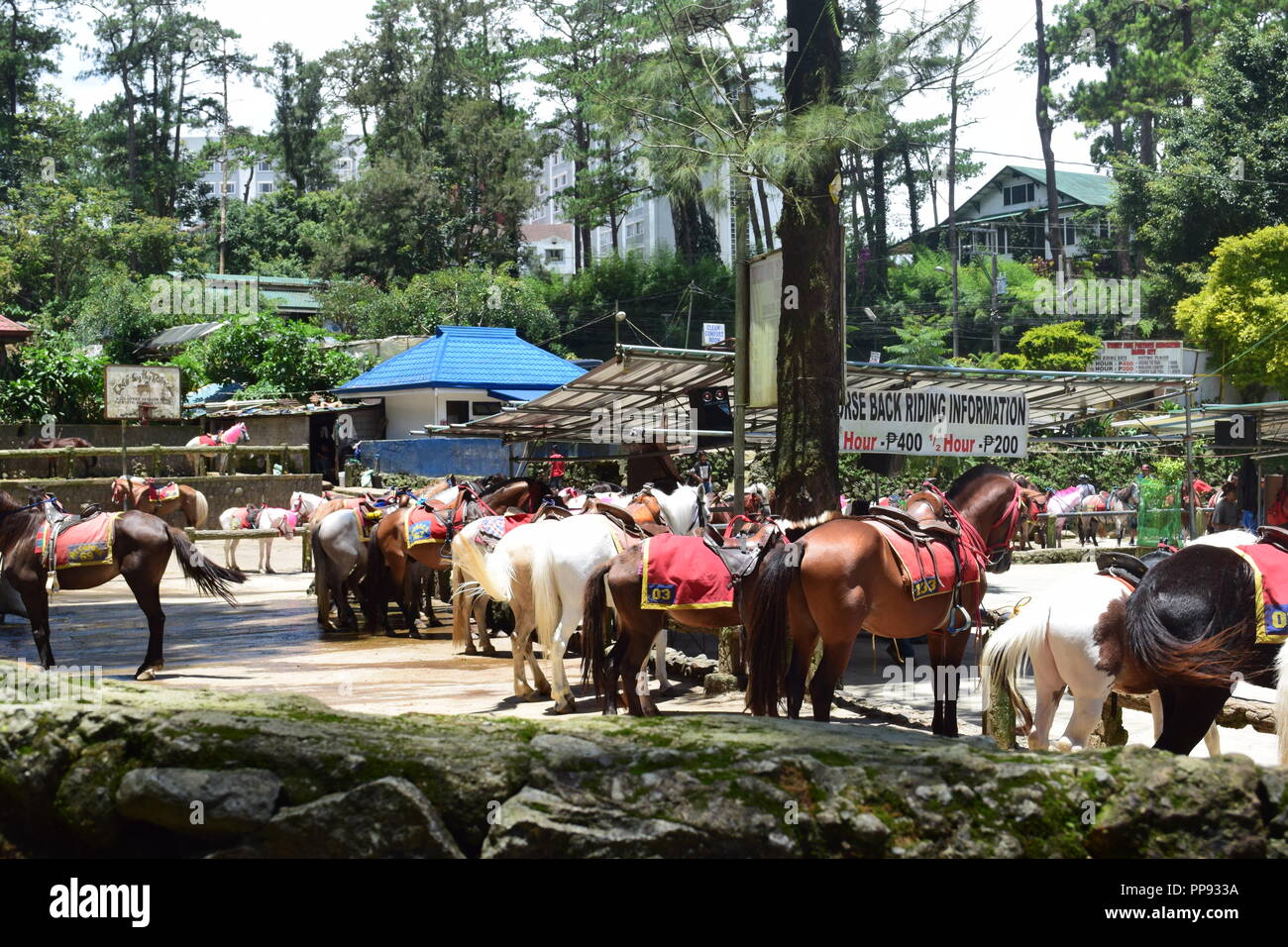 Reiten am Wright Park ist einer der vielen Teile von Baguio. Wright Park ist der ideale Ort für Kinder und Erwachsene. Stockfoto