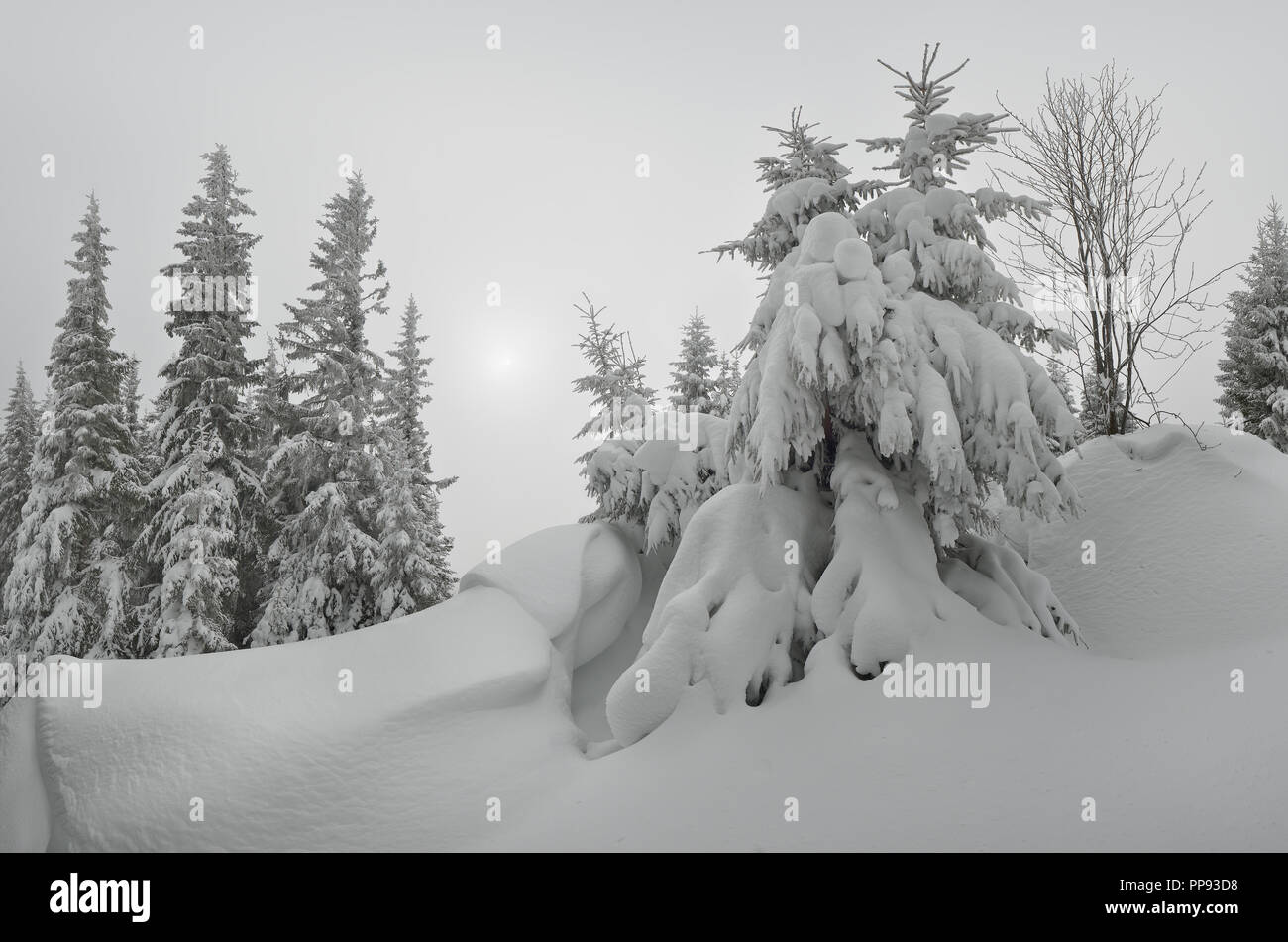 Bäume unter dem Schnee. Winterlandschaft. Bewölkt Tag im Wald Stockfoto