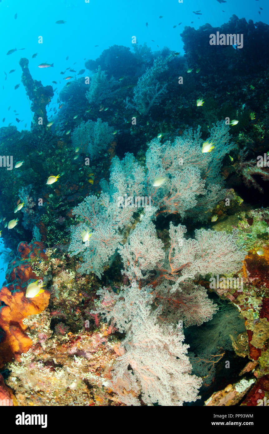 Korallen inkrustierende auf Liberty Wrack, Tulamben Bali Indonesien. Stockfoto