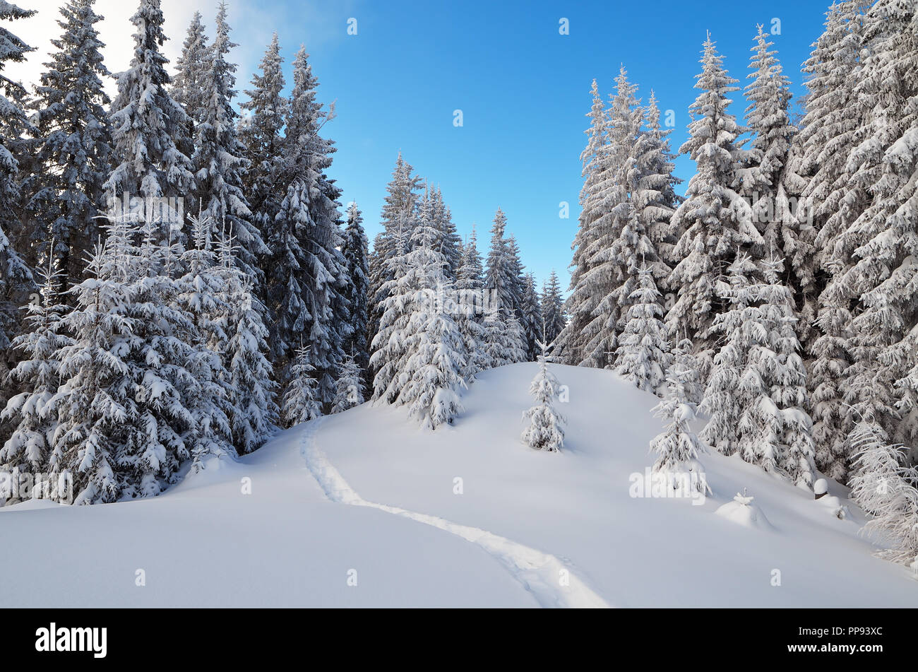 Winterlandschaft mit Waldlehrpfad im Schnee. Frostigen Tag in einem Bergtal. Karpaten, Ukraine, Europa Stockfoto