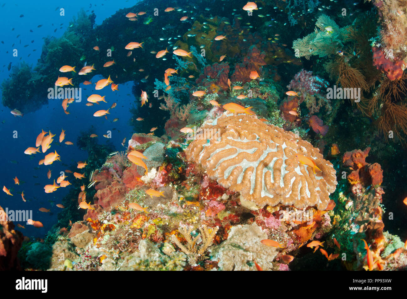 Korallen und Fische leben auf Liberty Wrack, Tulamben Bali Indonesien. Stockfoto