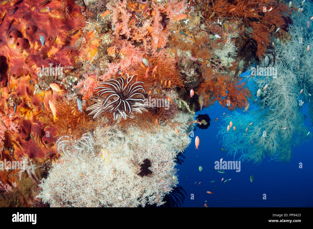 Bunte Korallen und Schwämme inkrustierende Liberty Wrack in Tulamben Bali Indonesien. Stockfoto