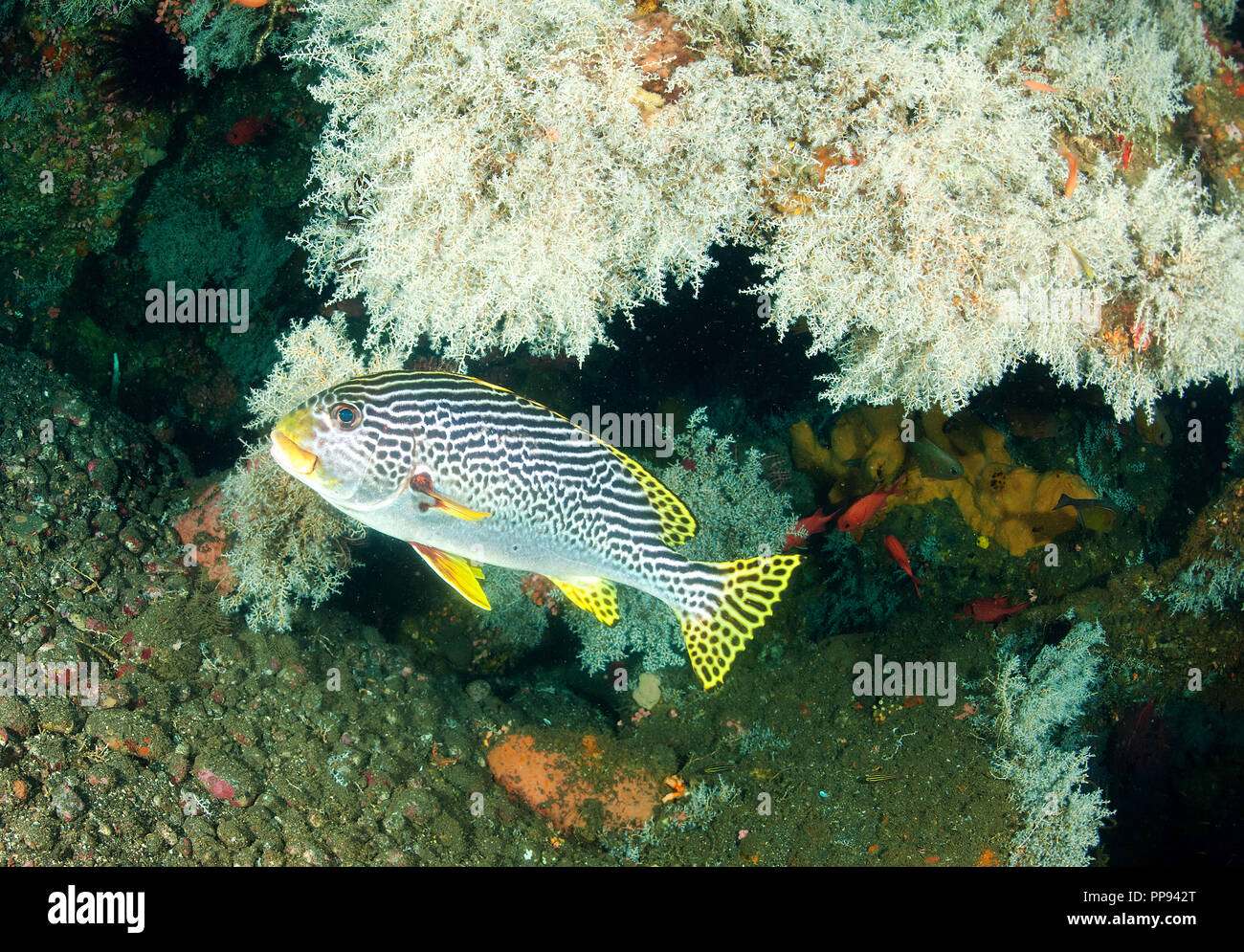 Gesäumt Süßlippen, Plectorhinchus lineatus, Liberty Wrack, Tulamben Bali Indonesien. Stockfoto