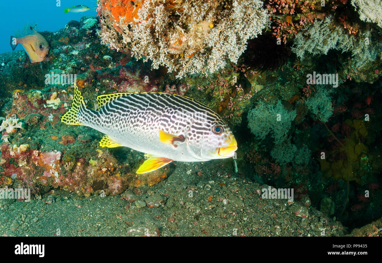 Gesäumt Süßlippen, Plectorhinchus lineatus, Liberty Wrack, Tulamben Bali Indonesien. Stockfoto