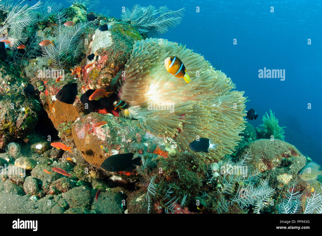 Reef scenic mit Clark anemonenfischen Amphiprion clarki, Tulamben, Bali, Indonesien. Stockfoto