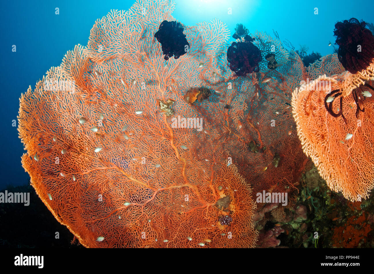 Reef scenic mit seefächern Tulamben Bali Indonesien. Stockfoto