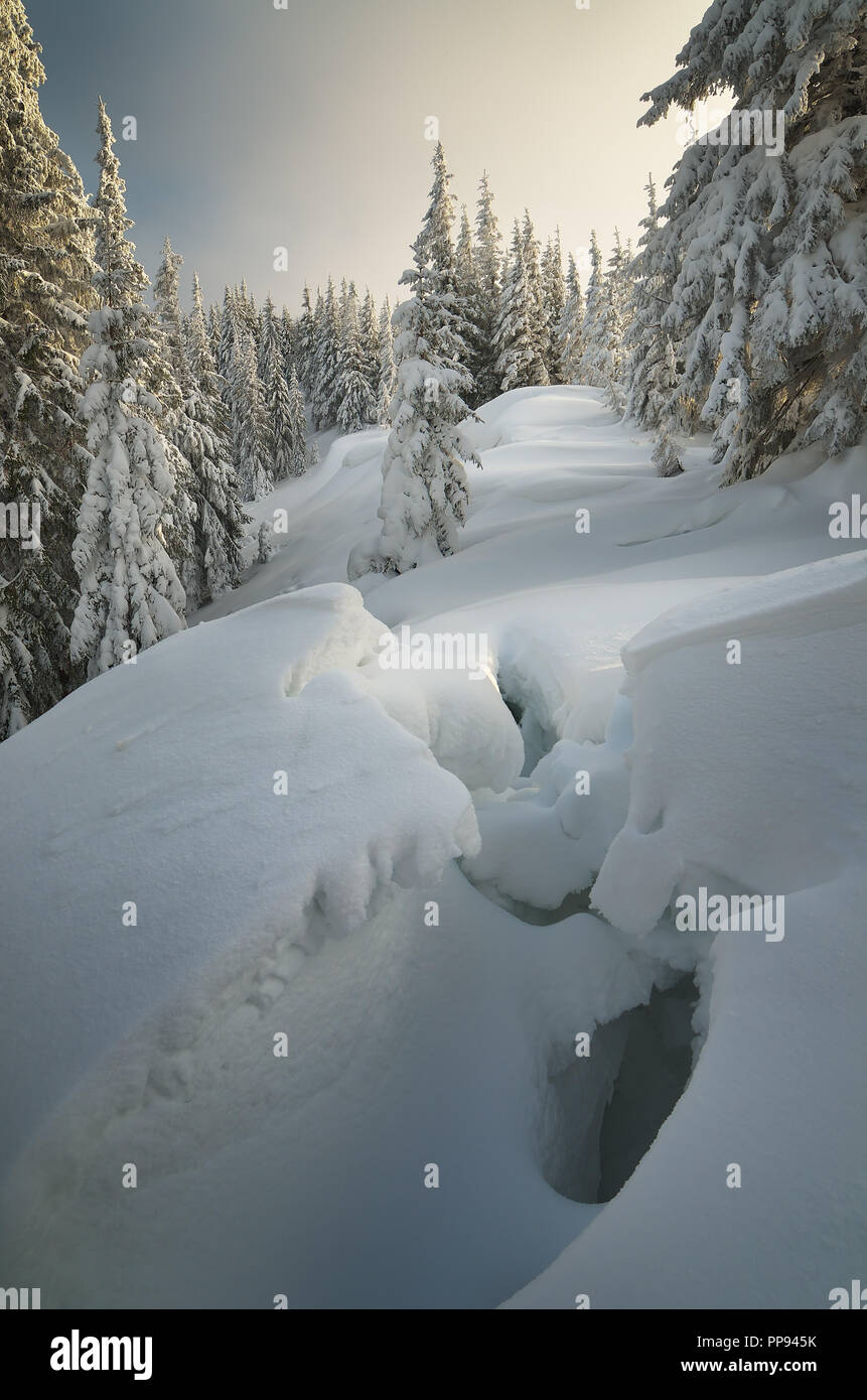 Winter Wald mit Schnee bedeckt. Das neue Jahr Landschaft. Fabelhafte Bäume in Schneewehen. Sonnenlicht durch den Nebel. Karpaten, Ukraine, Europa Stockfoto