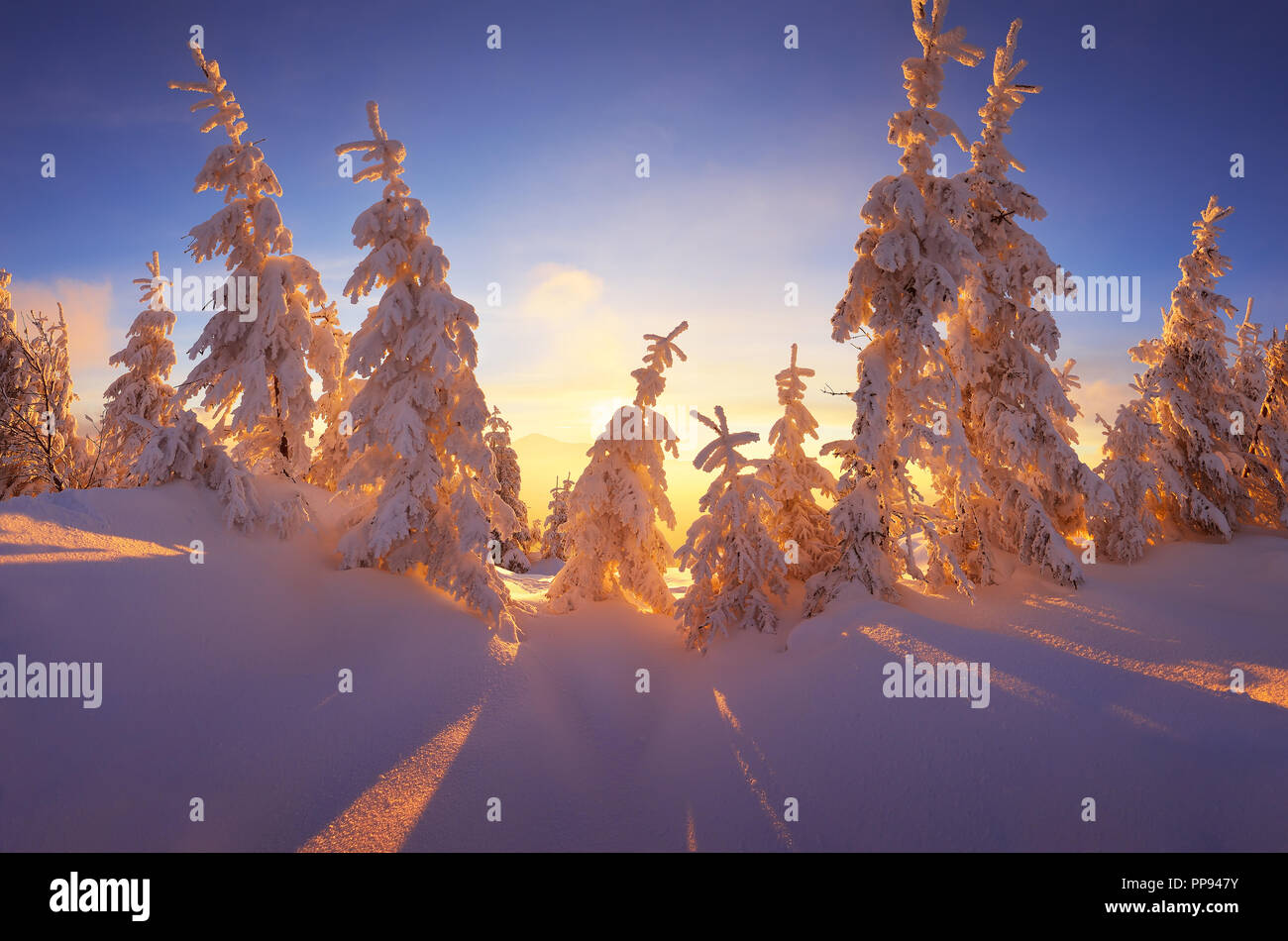 Weihnachten Landschaft. Fabelhafte Winter Forest mit schneebedeckten Bäumen. Schöne Licht der untergehenden Sonne Stockfoto