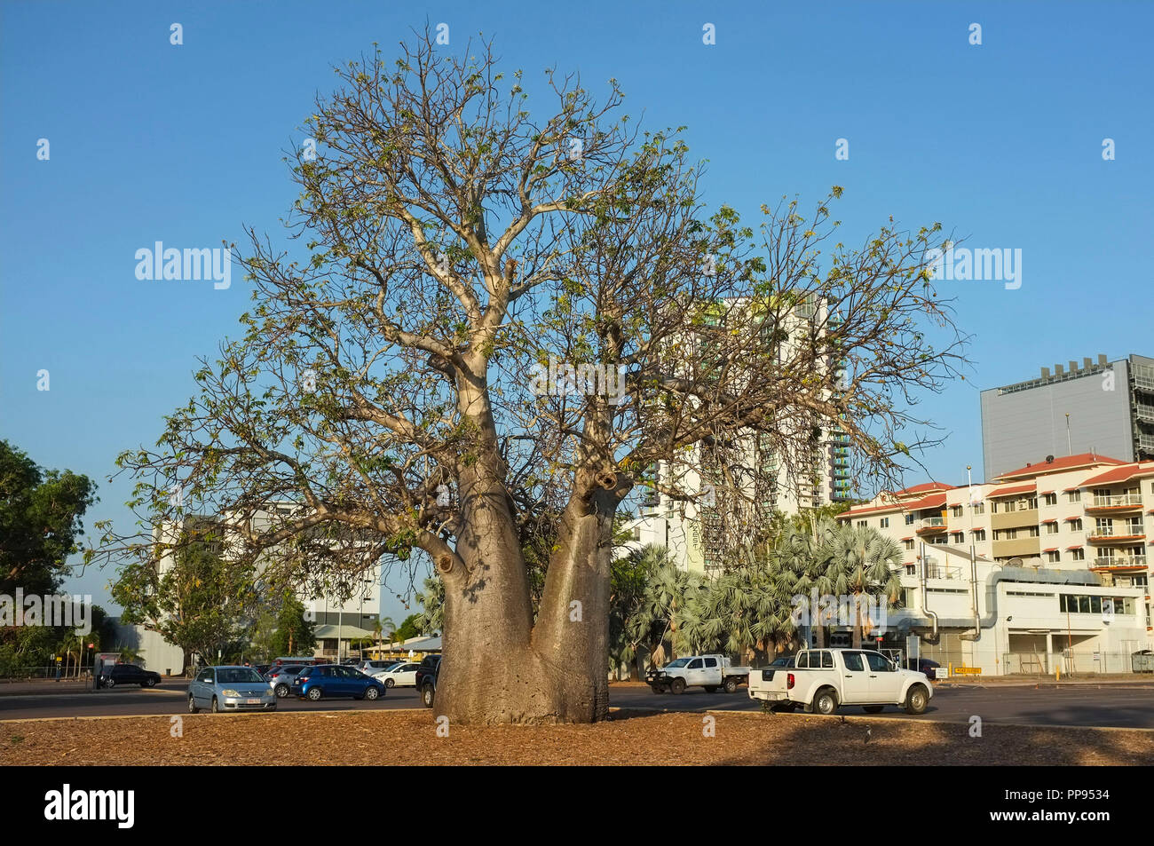 Die boab Baum in der Darwin Post Parkplatz wurde in den späten 1800 gepflanzt und die Website von Darwin City erste Grundschule markieren. Stockfoto