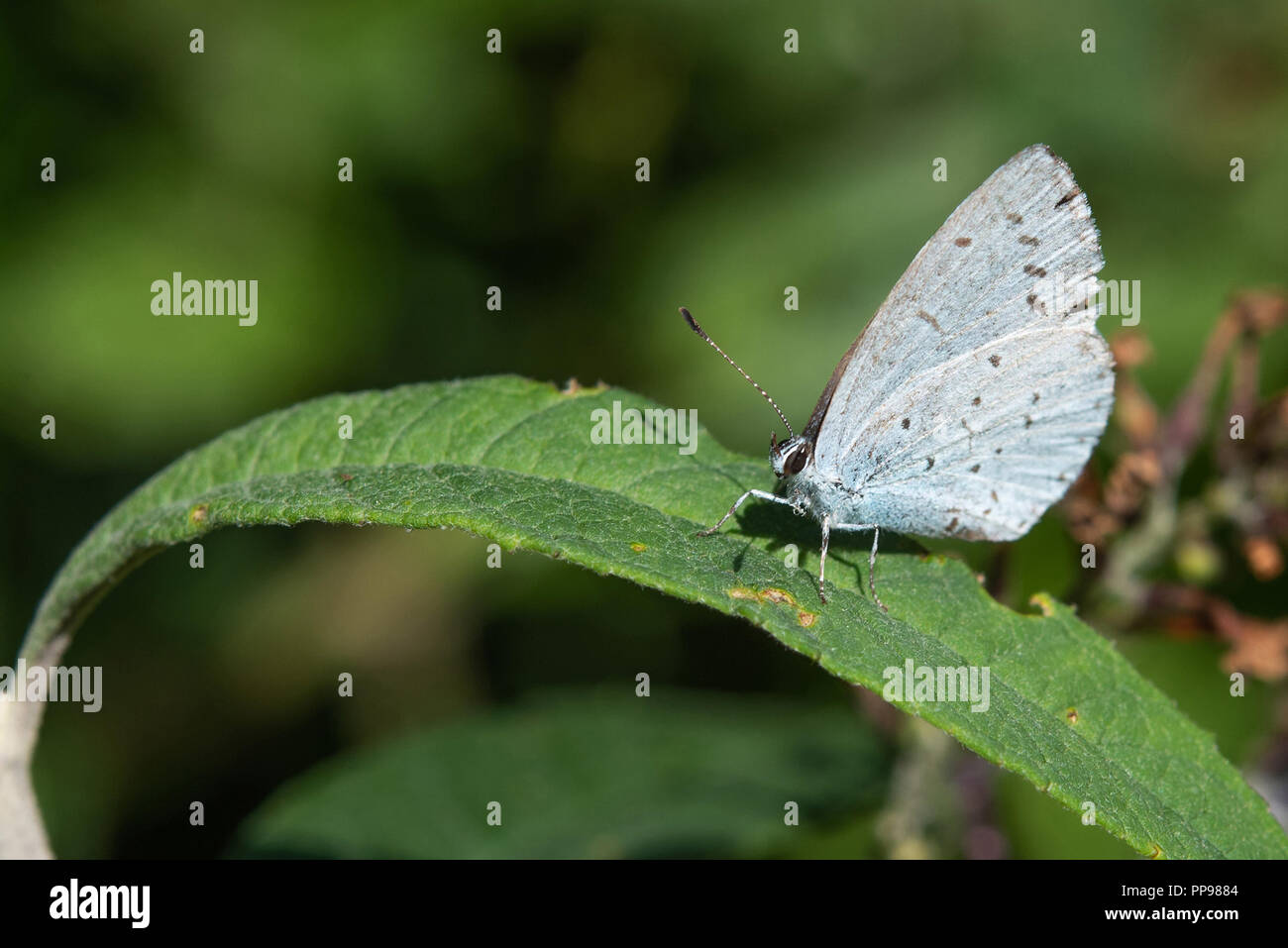 In der Nähe von Silber verzierte Blauer Schmetterling, ruht auf grünes Blatt geschlossen geflügelt. Stockfoto