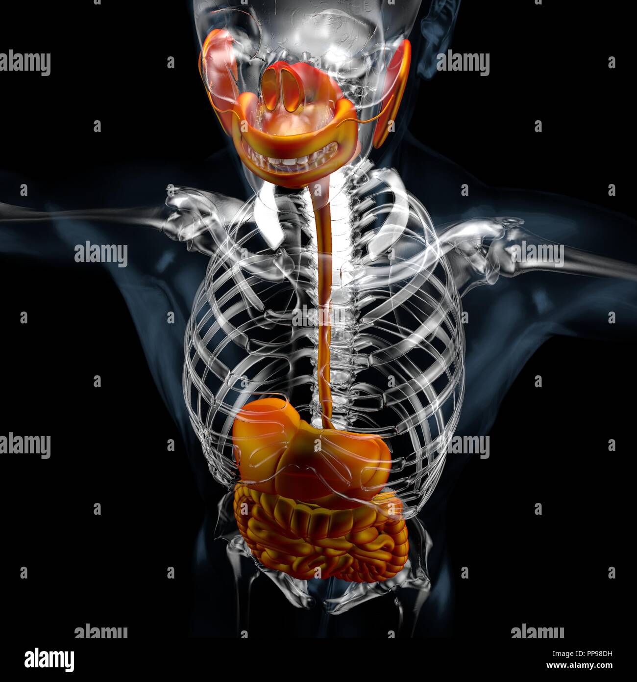 3D-Darstellung der männlichen Verdauungssystem. Menschlicher Körper Stockfoto
