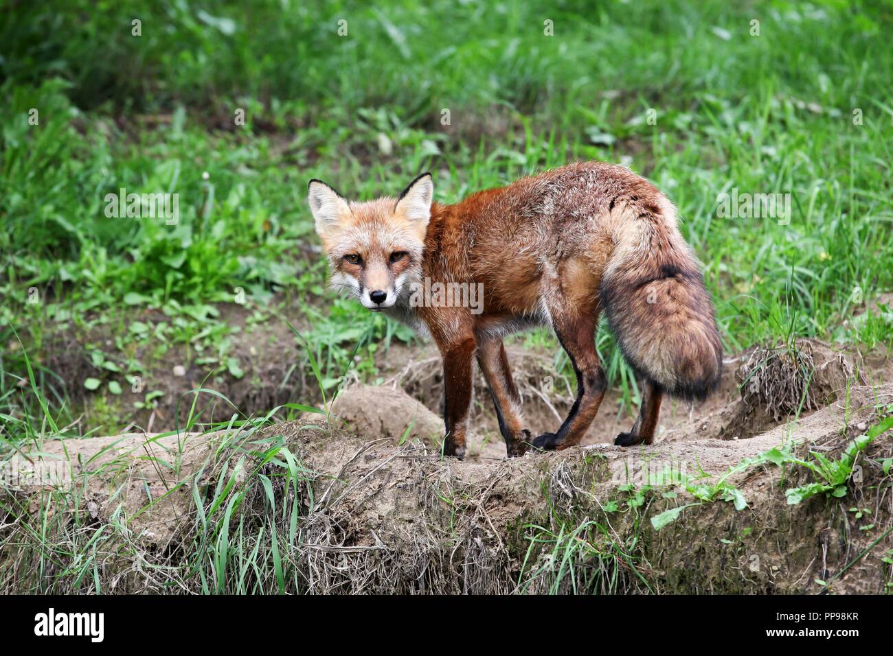 Porträt eines Red Fox in der Natur Stockfoto
