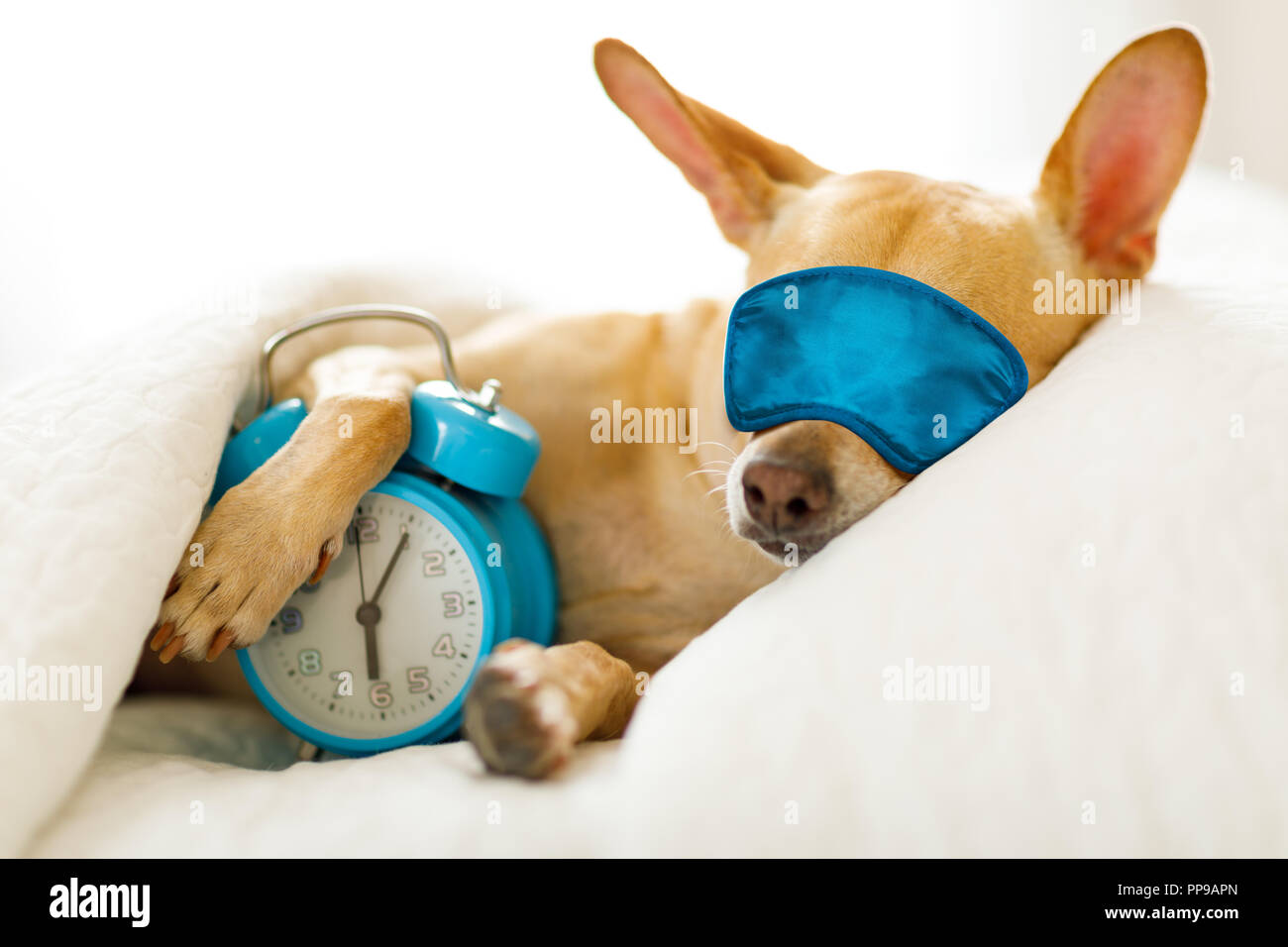 Sleeping Chihuahua Stockfotos und -bilder Kaufen - Seite 3 - Alamy