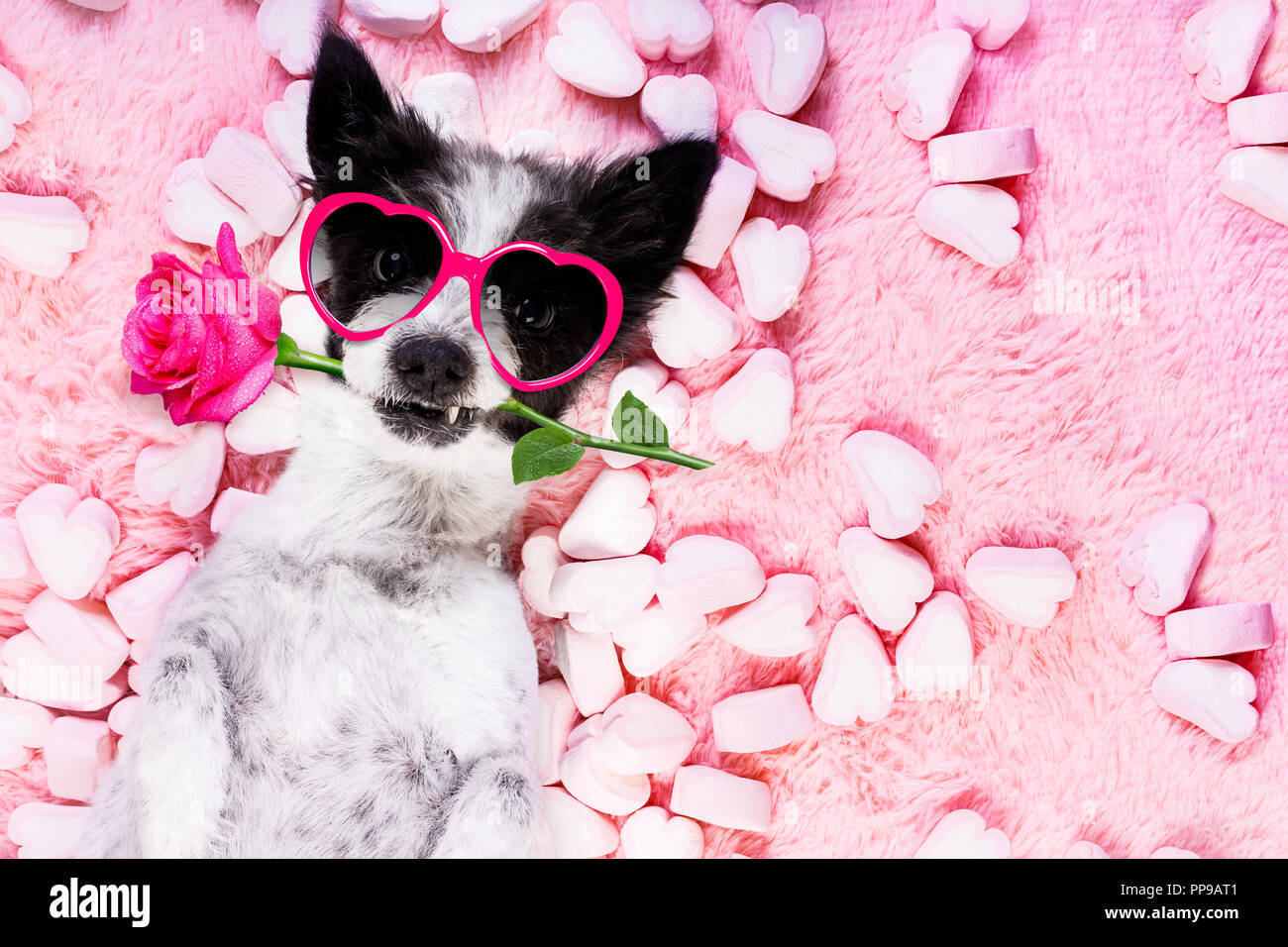 Hund suchen und sie starrte, beim liegen auf dem Bett mit Valentines im  Mund Rose, in der Liebe, Marshmallows als Hintergrund Stockfotografie -  Alamy