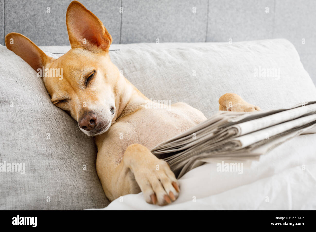 Hund im Bett Ruhen und Schlafen, mit Zeitungspapier, Träumen im ... Hund im Bett Ruhen und Schlafen, mit Zeitungspapier, Träumen im ...